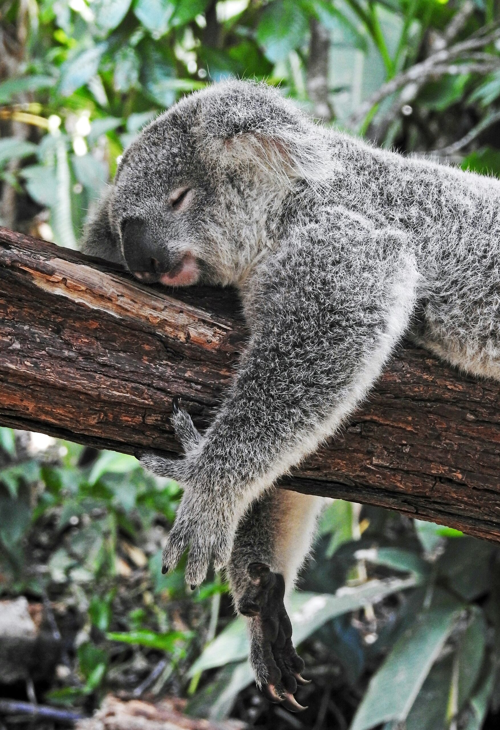 Koala slapend op een tak